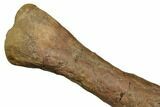 Juvenile Dinosaur (Thescelosaurus) Humerus Bone - Montana #183998-3